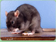 rat control Penistone