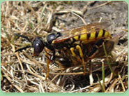wasp control Penistone